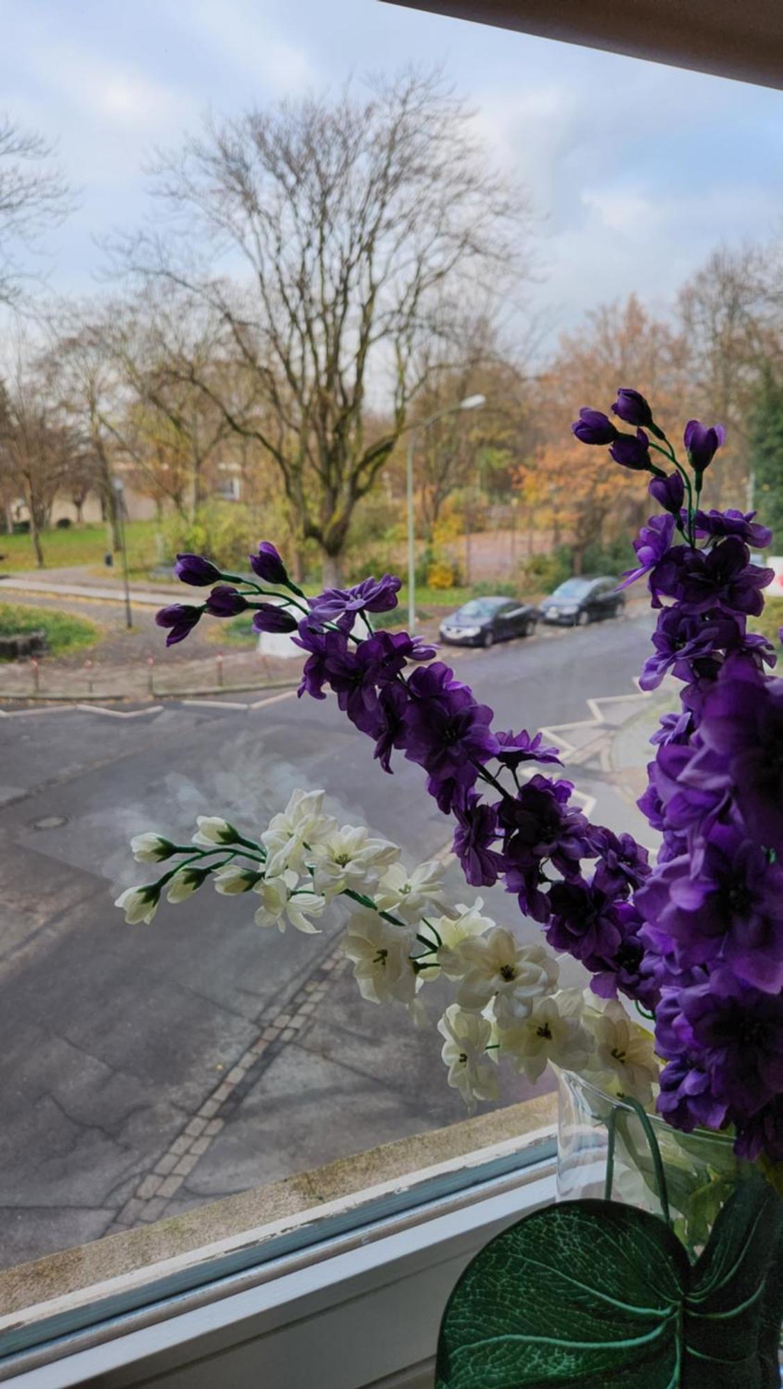 Elena Flat Orchidee Duisburg Zentrum Kültér fotó